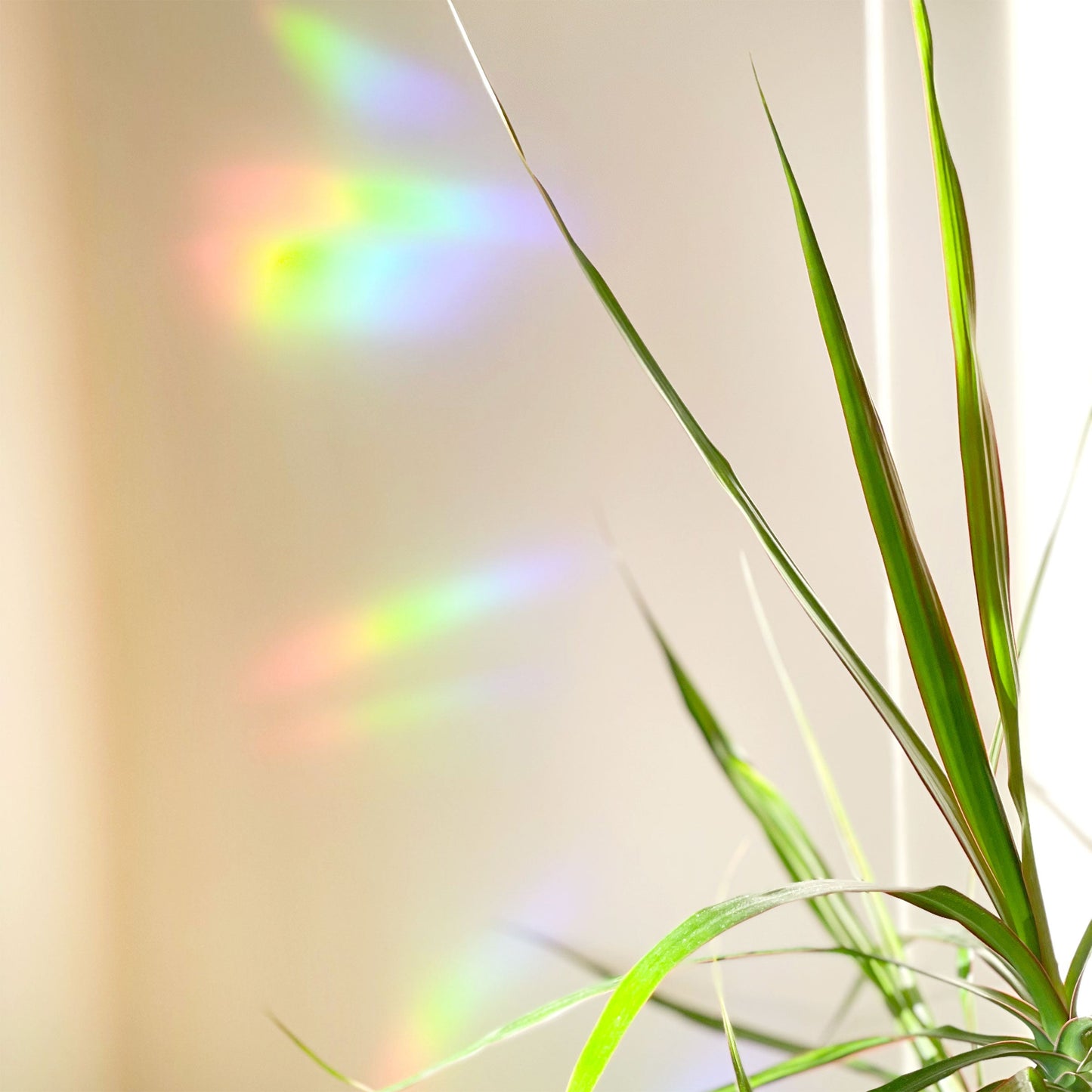 Today is Magic Suncatcher Decal Case of 3